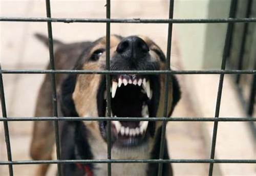 Gabon : Nuisances sonores causées par les chiens – jusqu’à 6 mois de prison et 2 millions FCFA d’amende