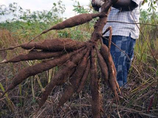 Le Gabon consolide le soutien international à son projet manioc