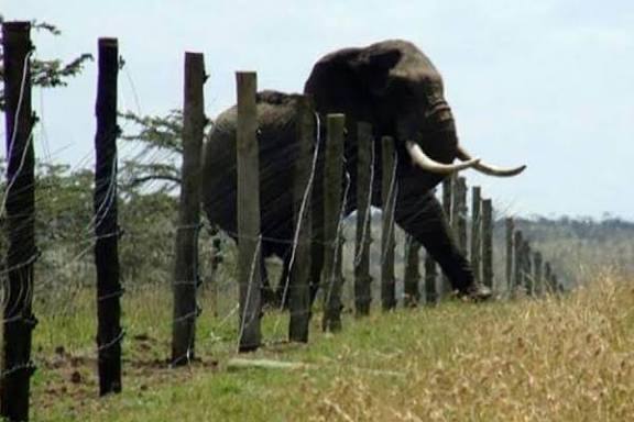 Ouélé-Sucaf sous la menace des éléphants à Franceville